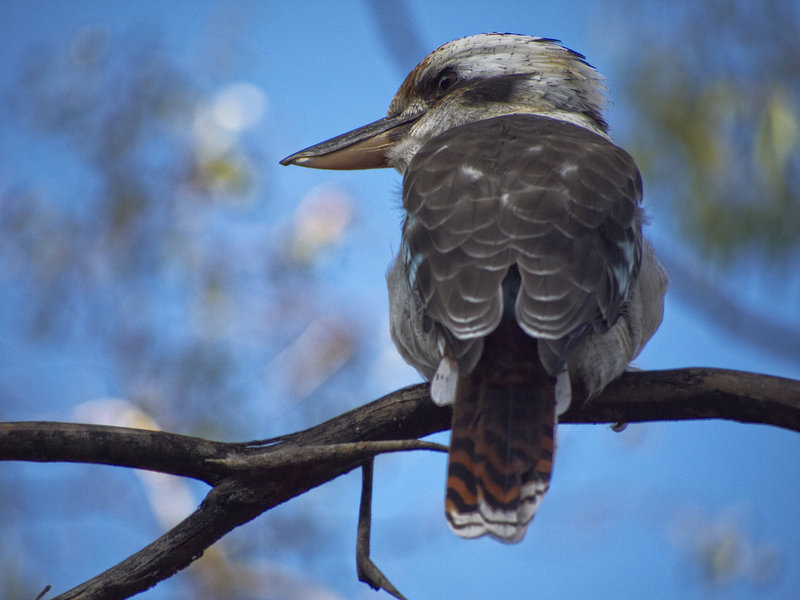 Warrumbungle, Kookaburra